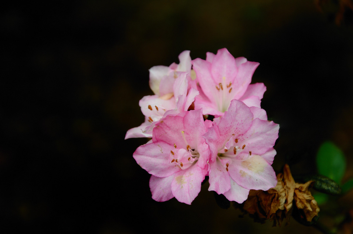 #我镜头下最美的花儿#——争相斗艳的杜鹃花