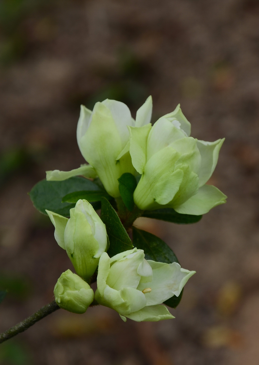 #我镜头下最美的花儿#——争相斗艳的杜鹃花