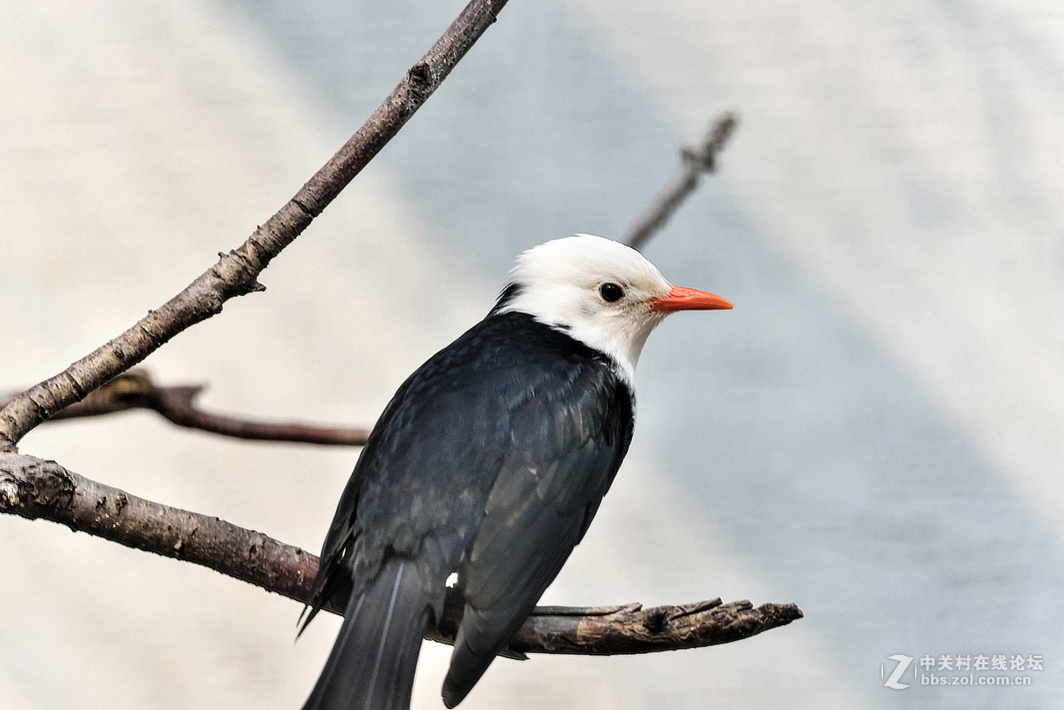 D750+适马APO 150-500mm f/5-6.3 DG OS HSM镜头拍笼中鸟