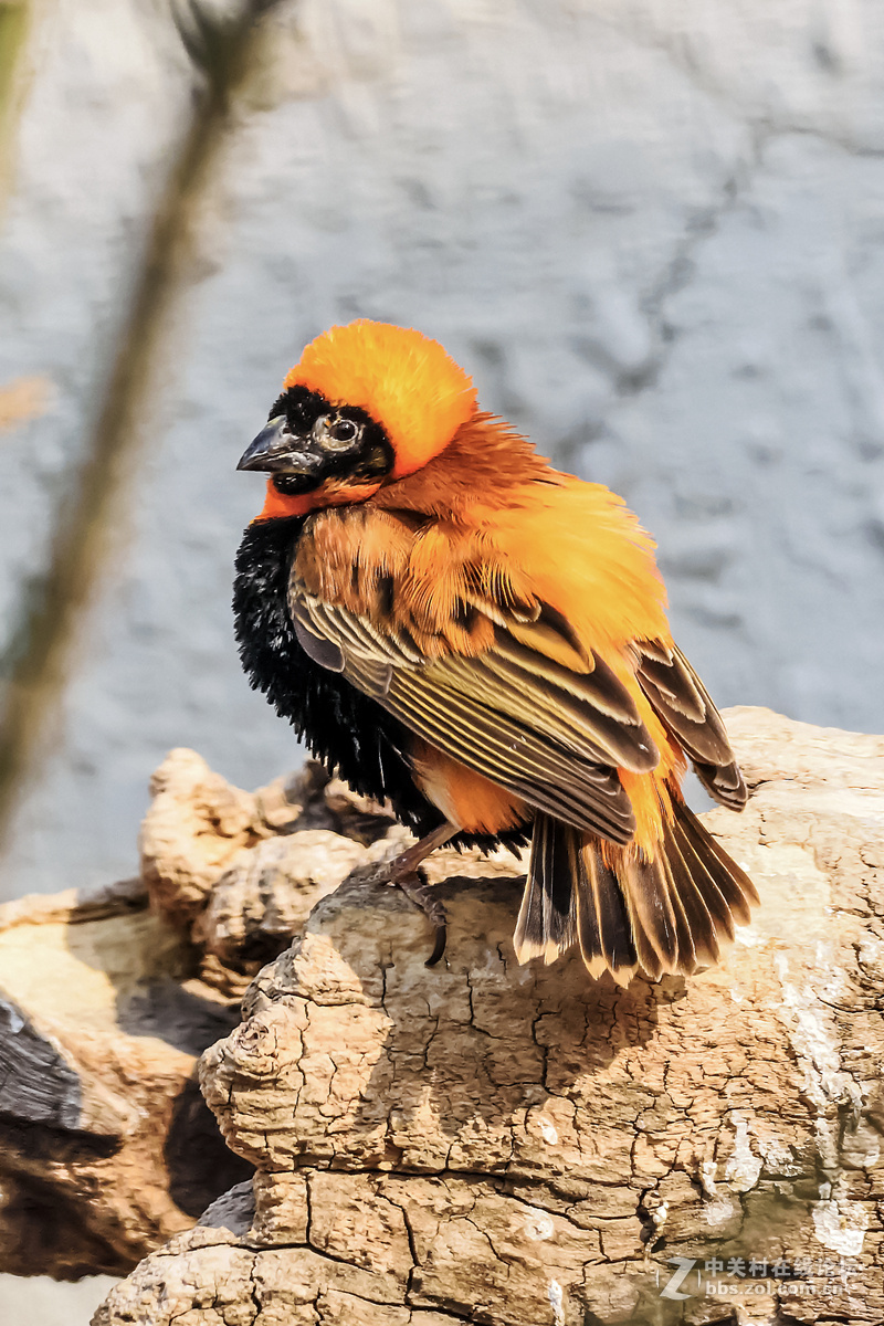 D750+适马APO 150-500mm f/5-6.3 DG OS HSM镜头拍笼中鸟