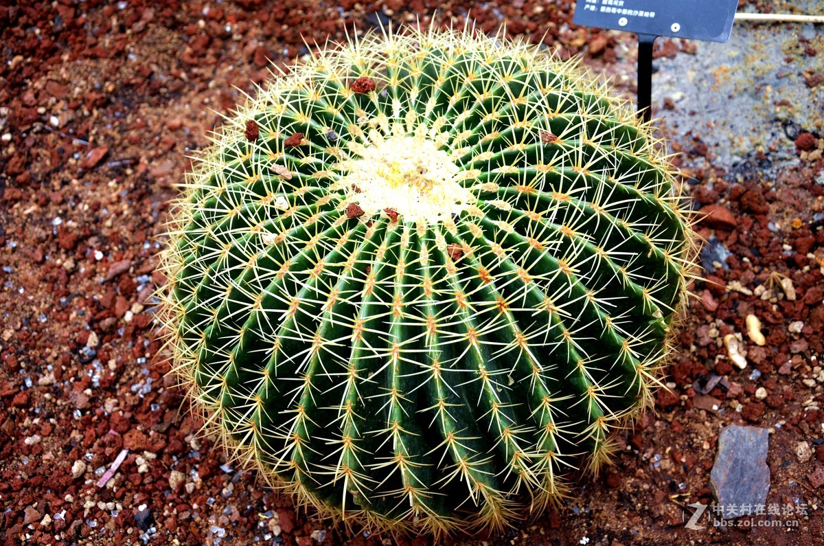特大仙人球