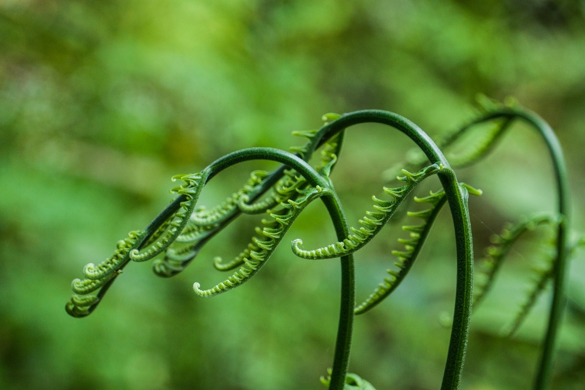 婀娜多姿的蕨菜