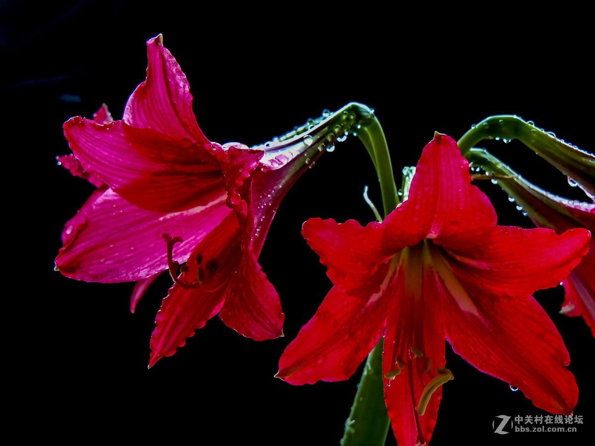 鲜艳欲滴红花莲