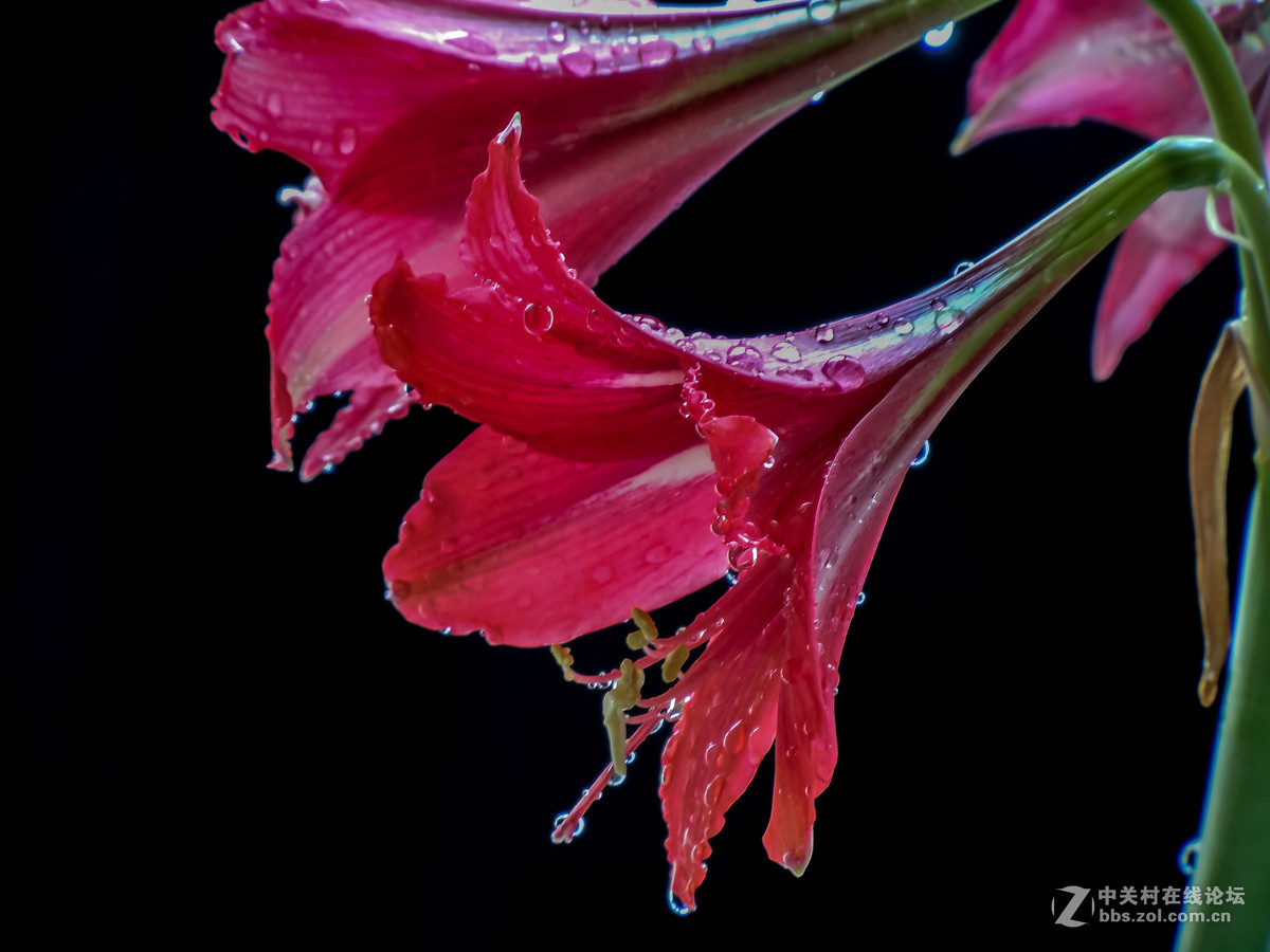 鲜艳欲滴红花莲