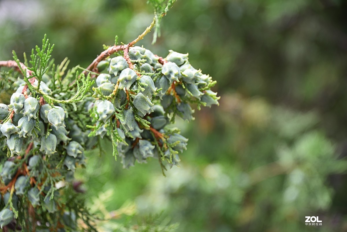 柏树上的小果子