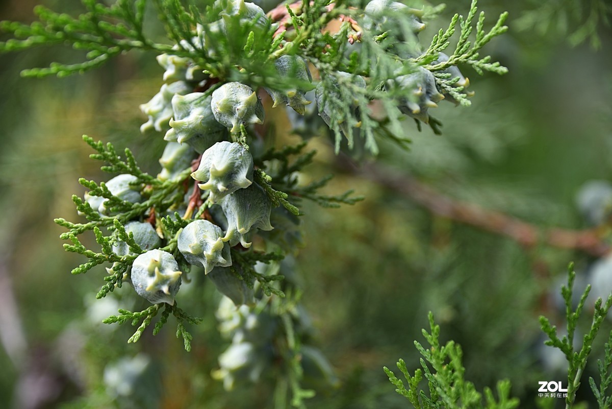 柏树上的小果子