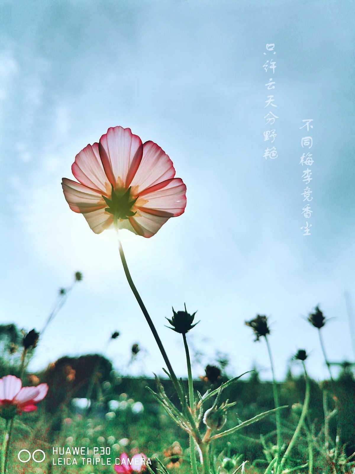 只许云天分野艳，不同梅李竞香尘