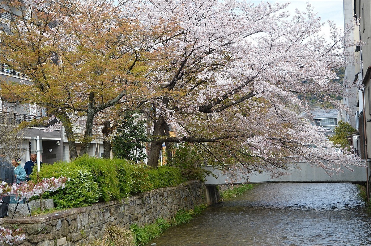 小个蜜蜂京都祗园白川游拍d20514