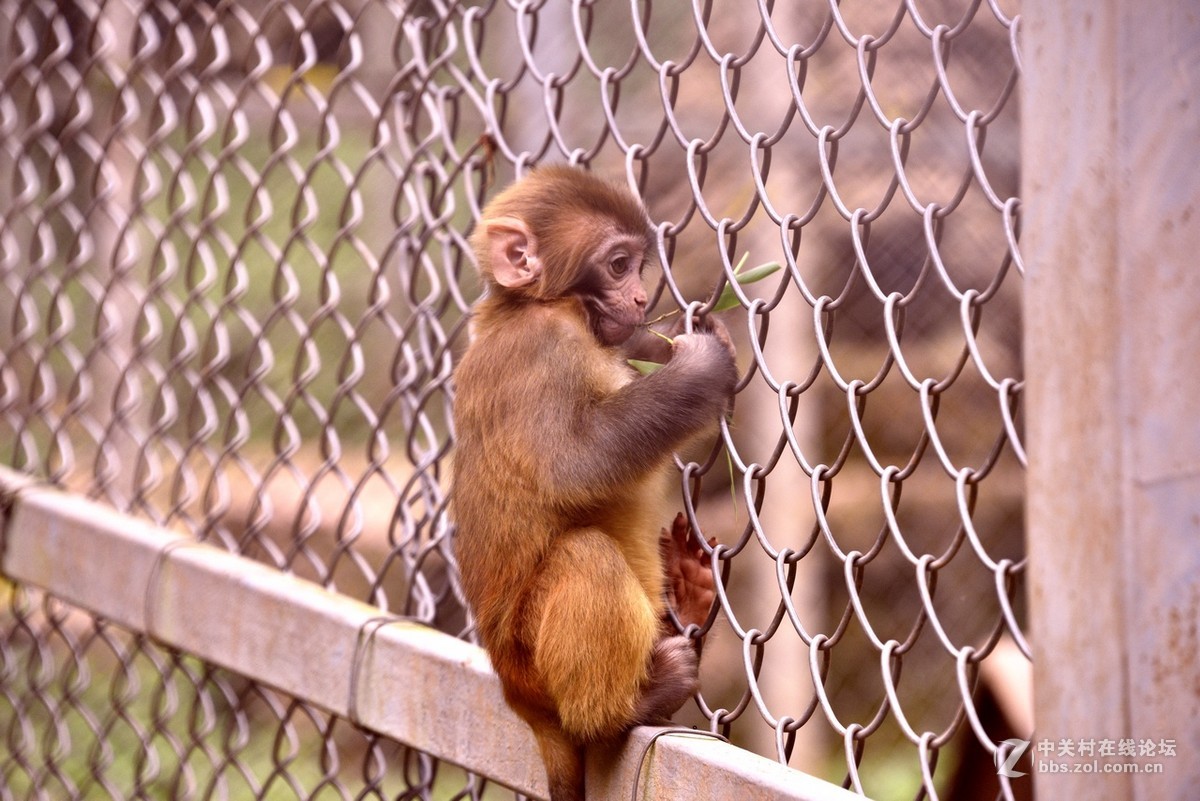 黎坪国家森林公园—中华龙山