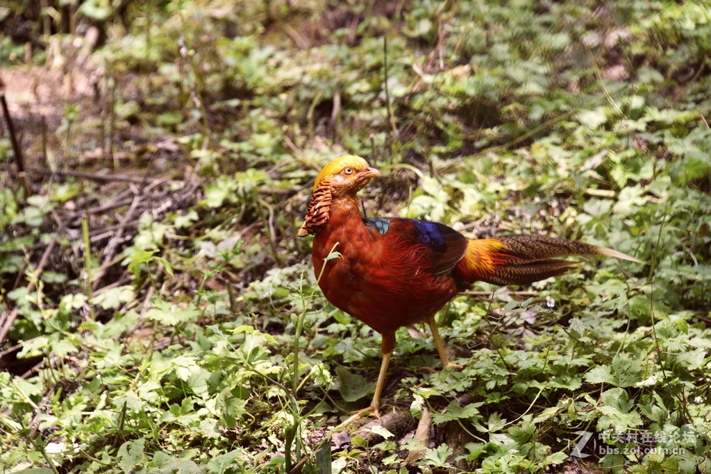 黎坪国家森林公园—中华龙山