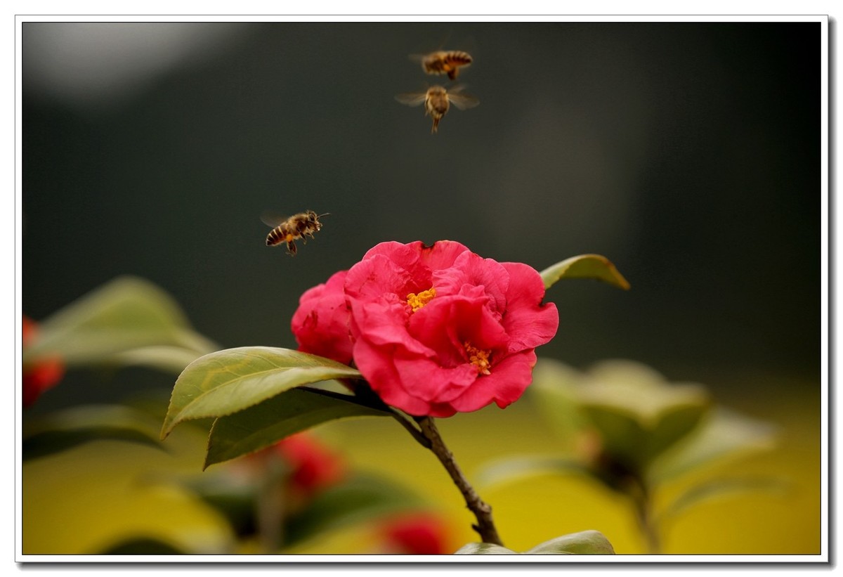 2019花季--花儿这样红