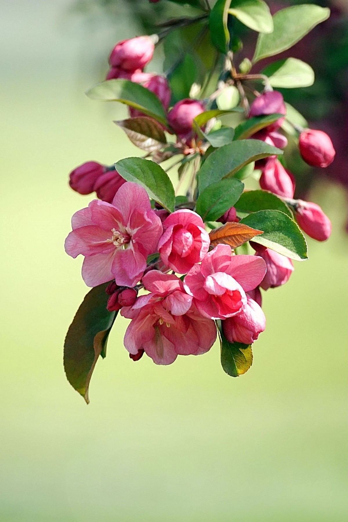 竖画幅拍的北美海棠