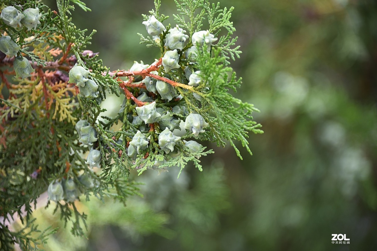 柏树上的小果子