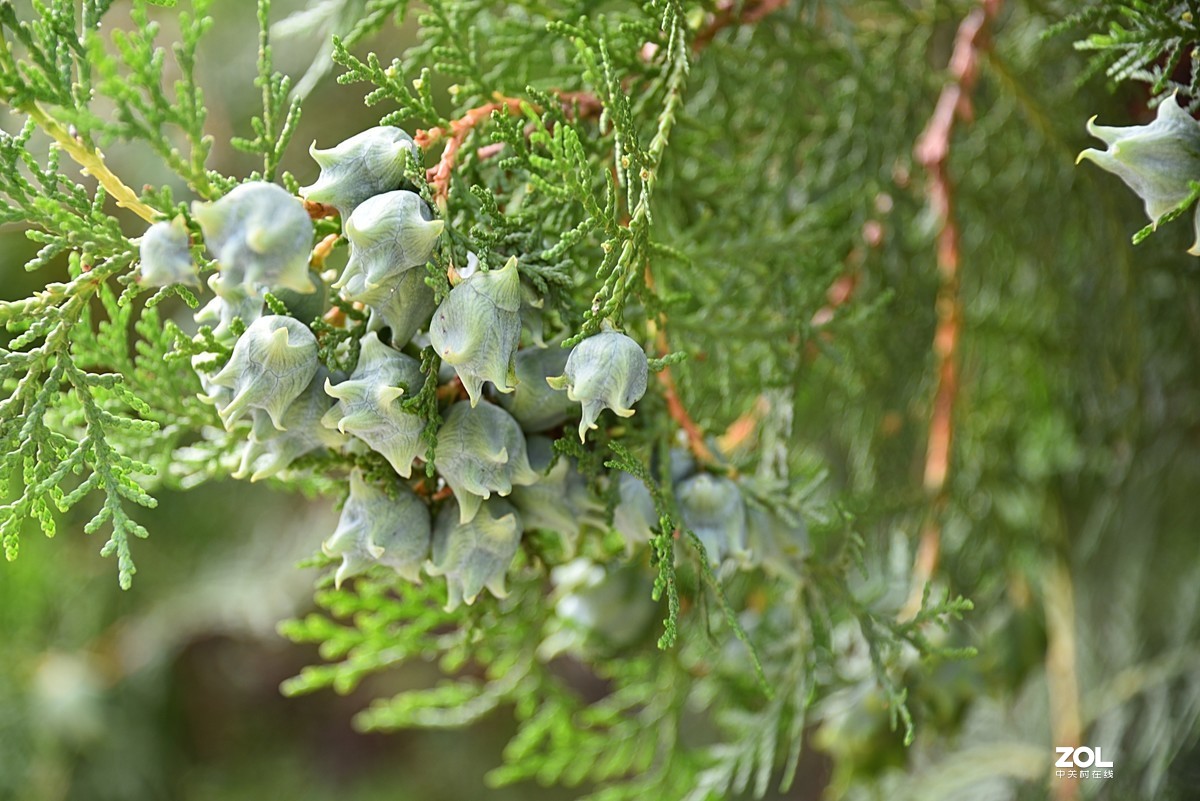 柏树上的小果子