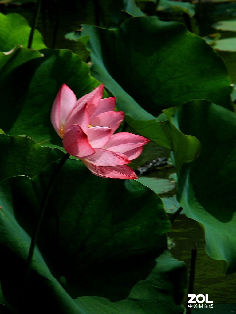 映日荷花-4