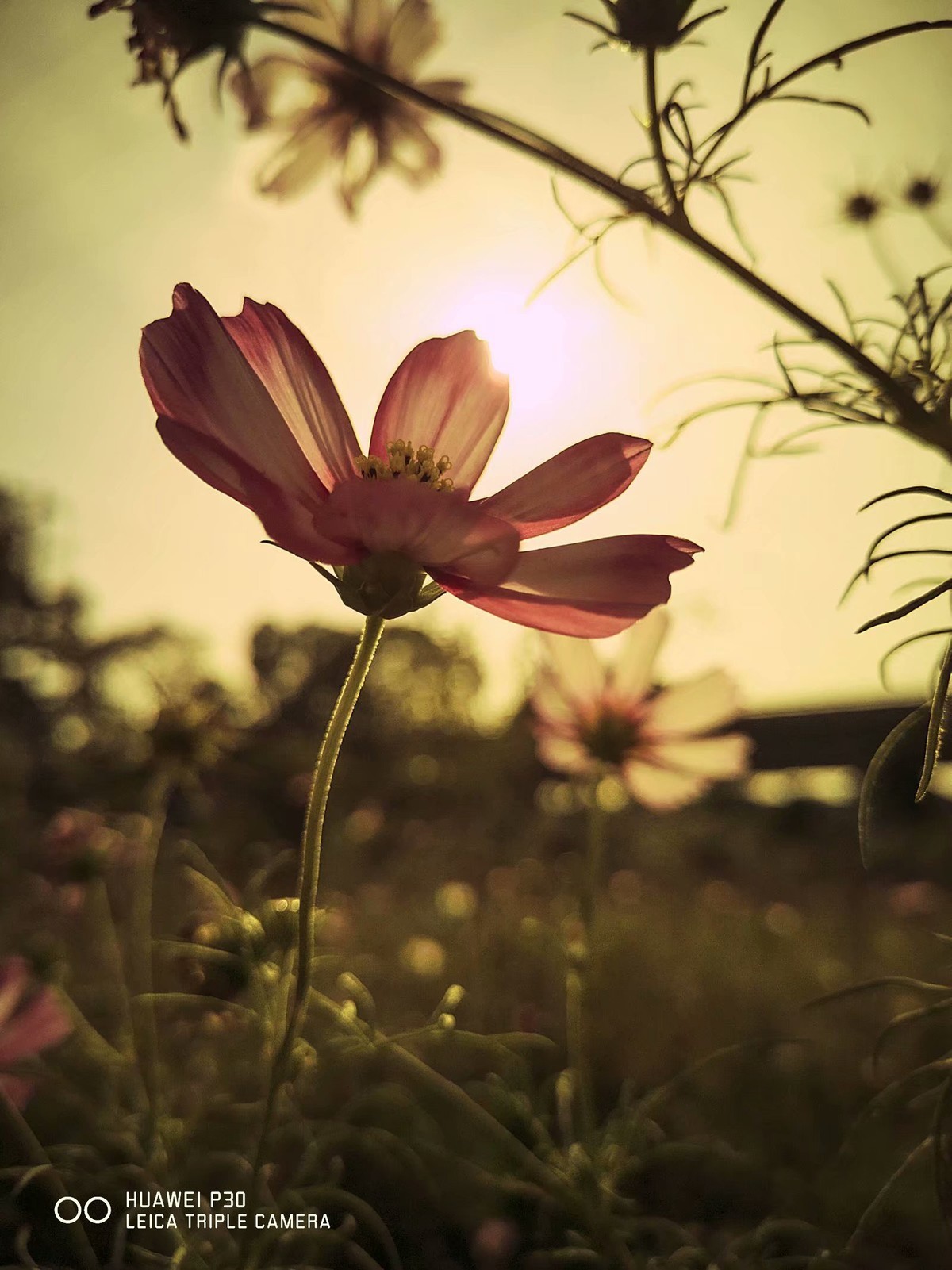 只许云天分野艳，不同梅李竞香尘