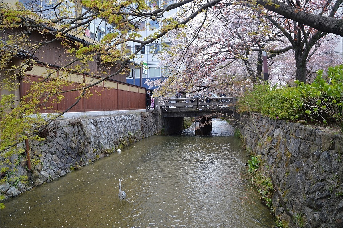 小个蜜蜂京都祗园白川游拍d20514