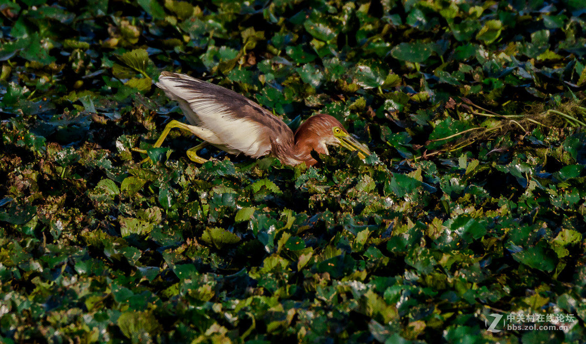 白沙河——池鹭