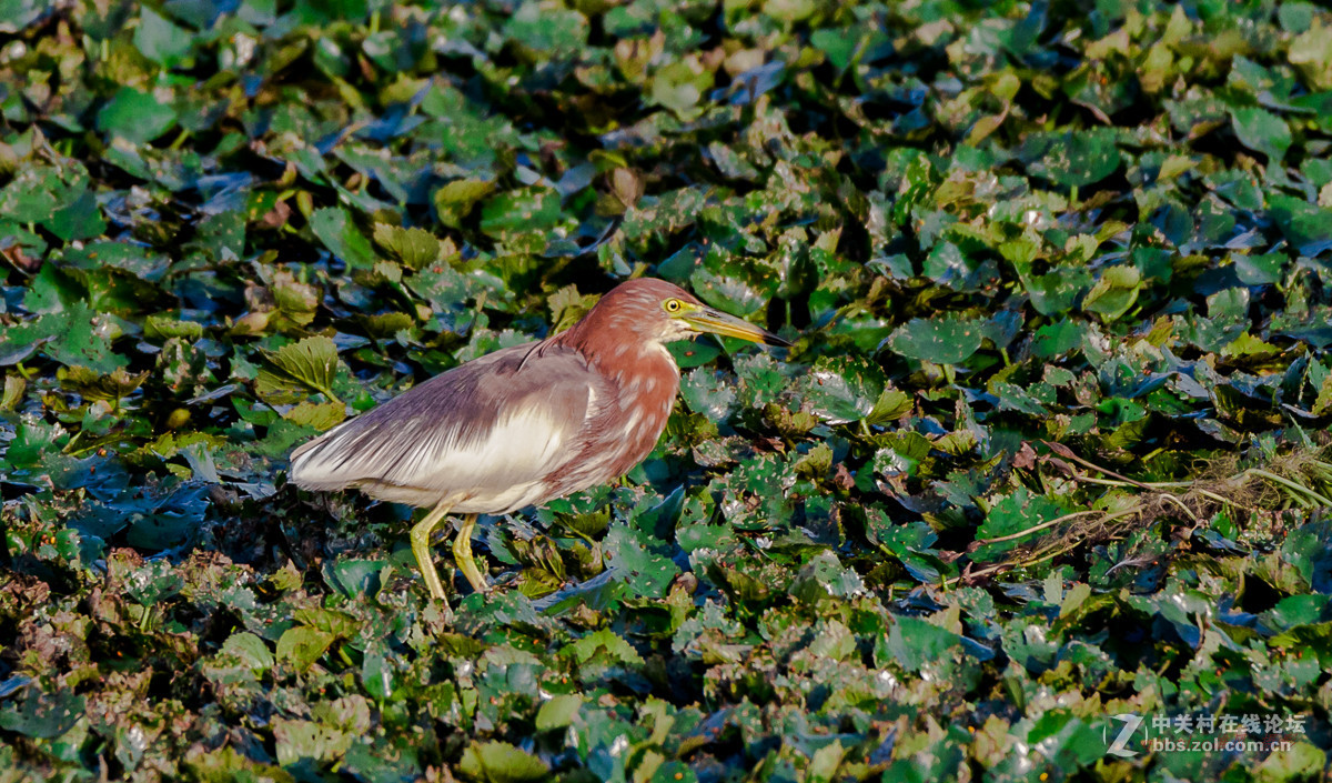 白沙河——池鹭