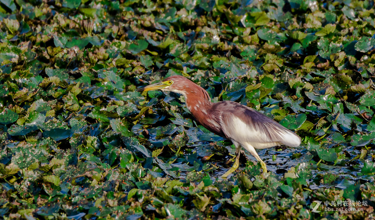 白沙河——池鹭