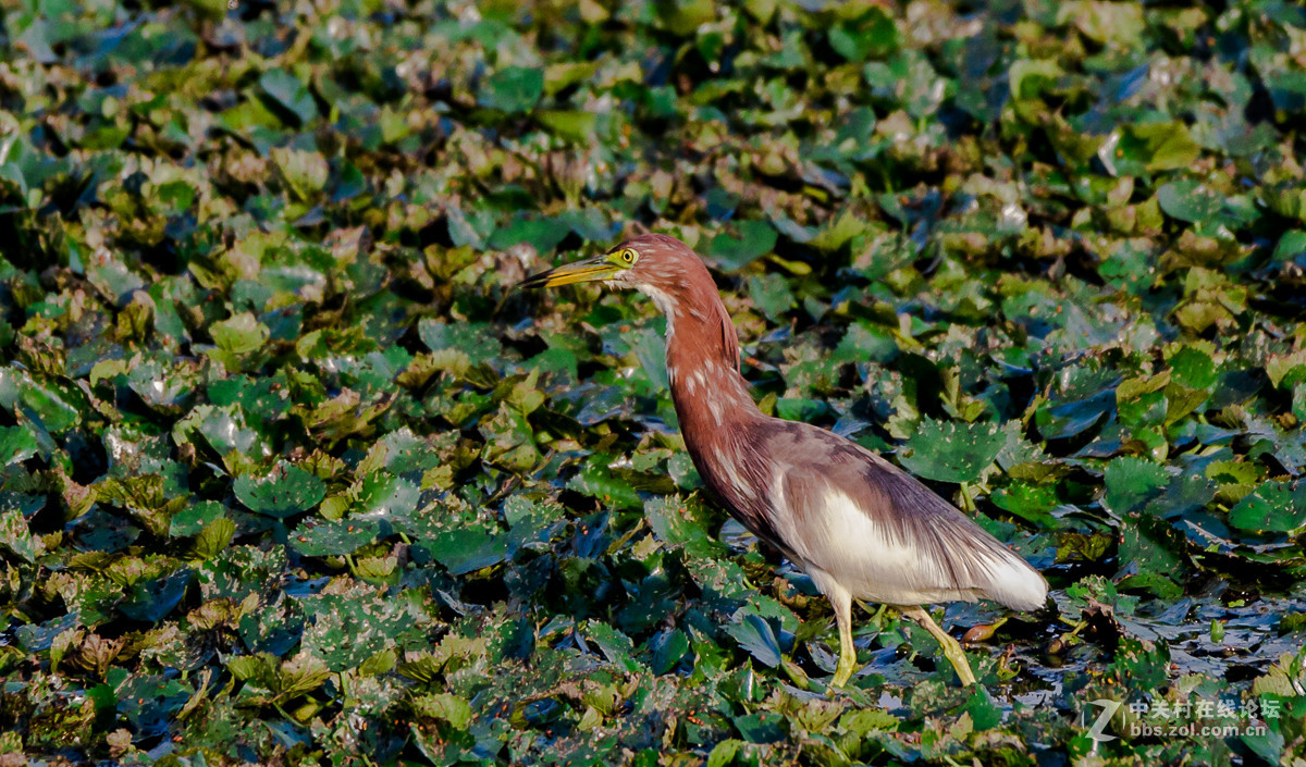 白沙河——池鹭