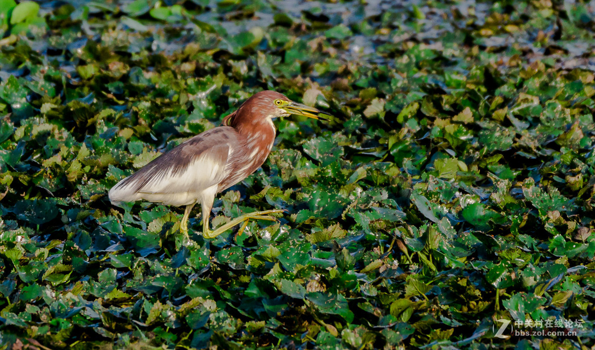 白沙河——池鹭