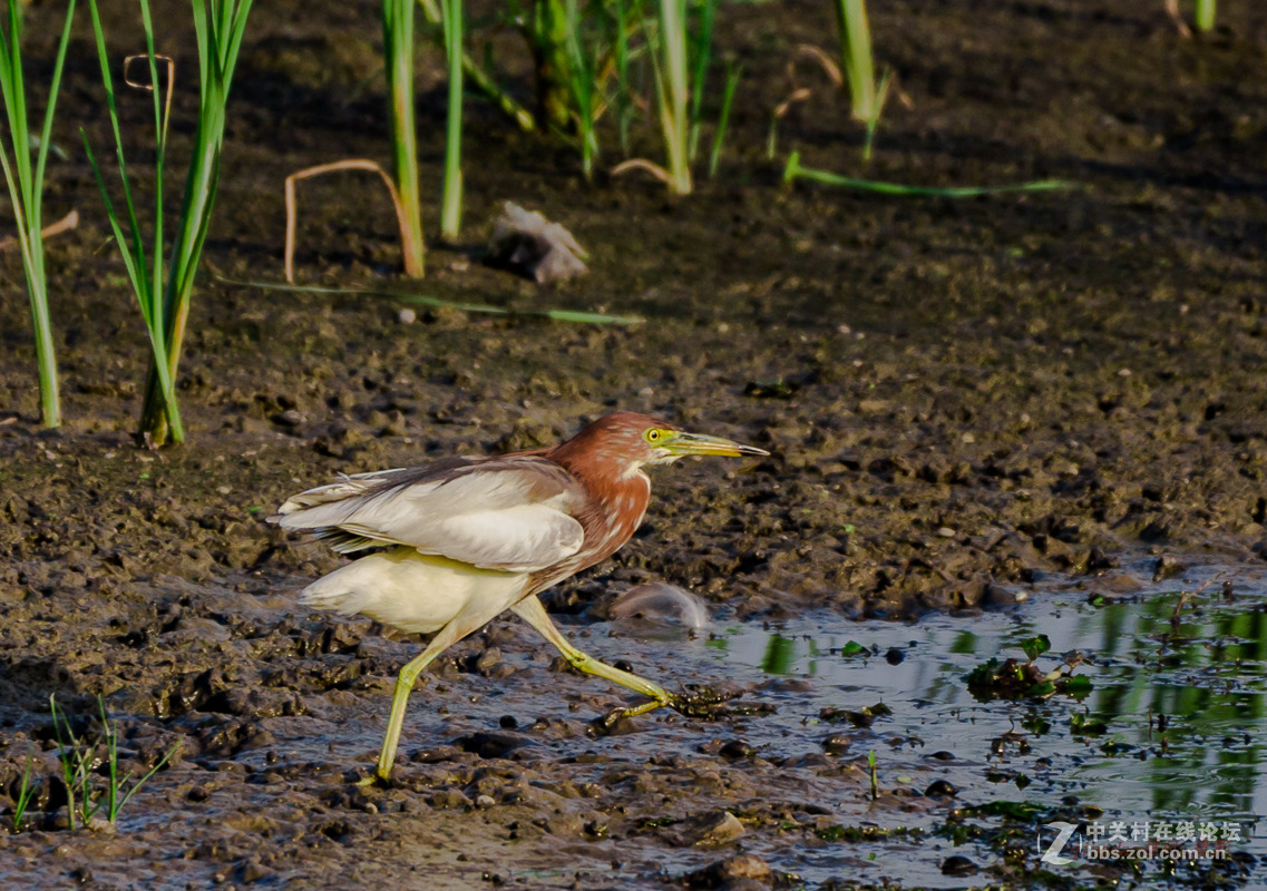 白沙河——池鹭