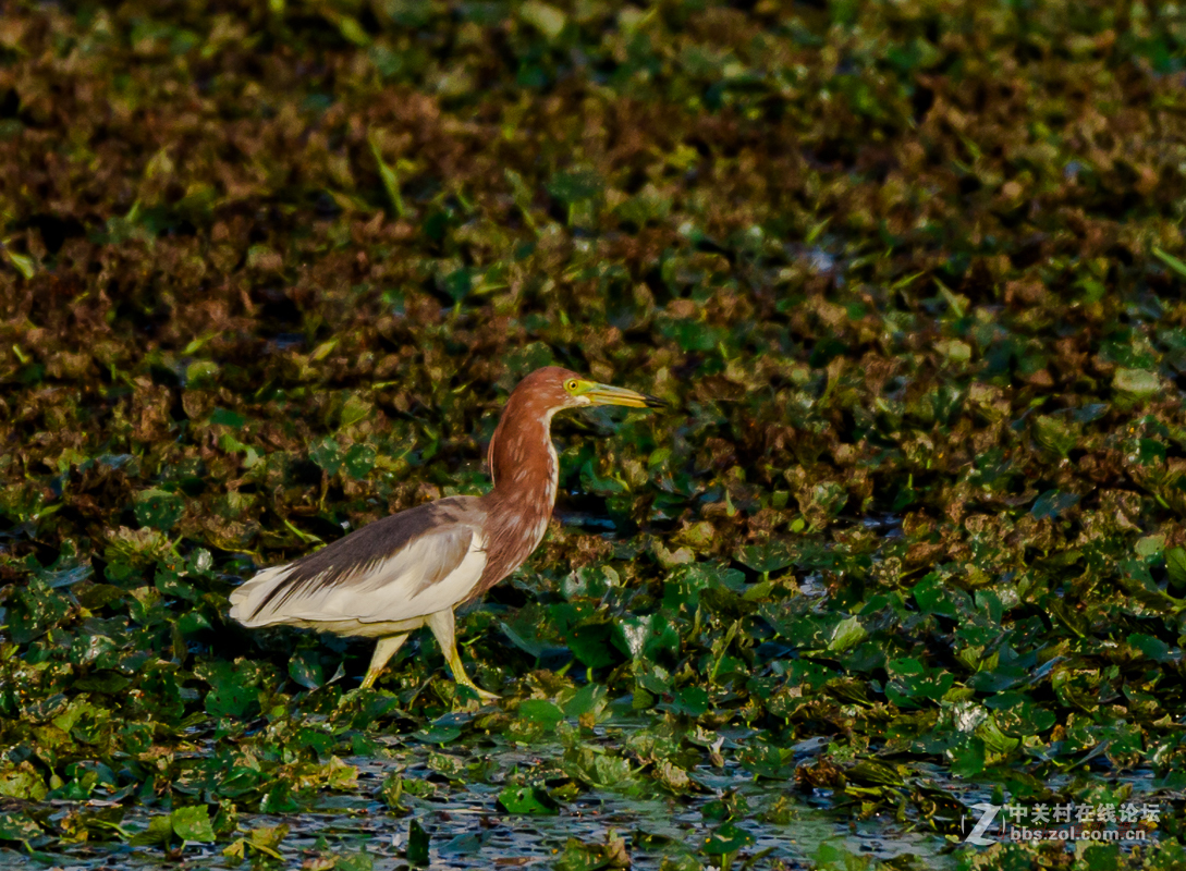 白沙河——池鹭