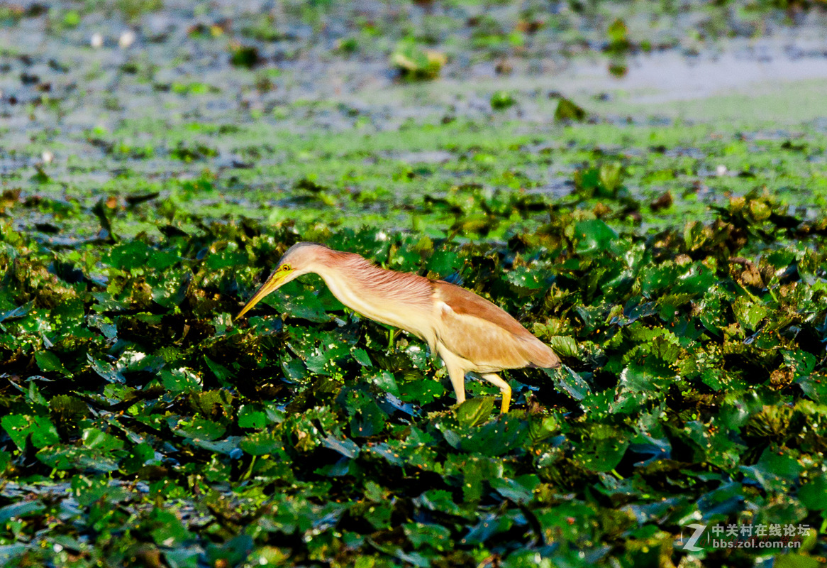 白沙河——黄苇鳽