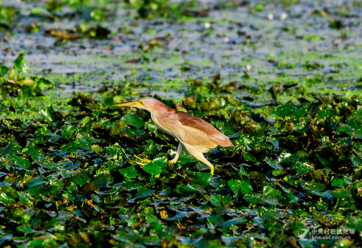 白沙河——黄苇鳽
