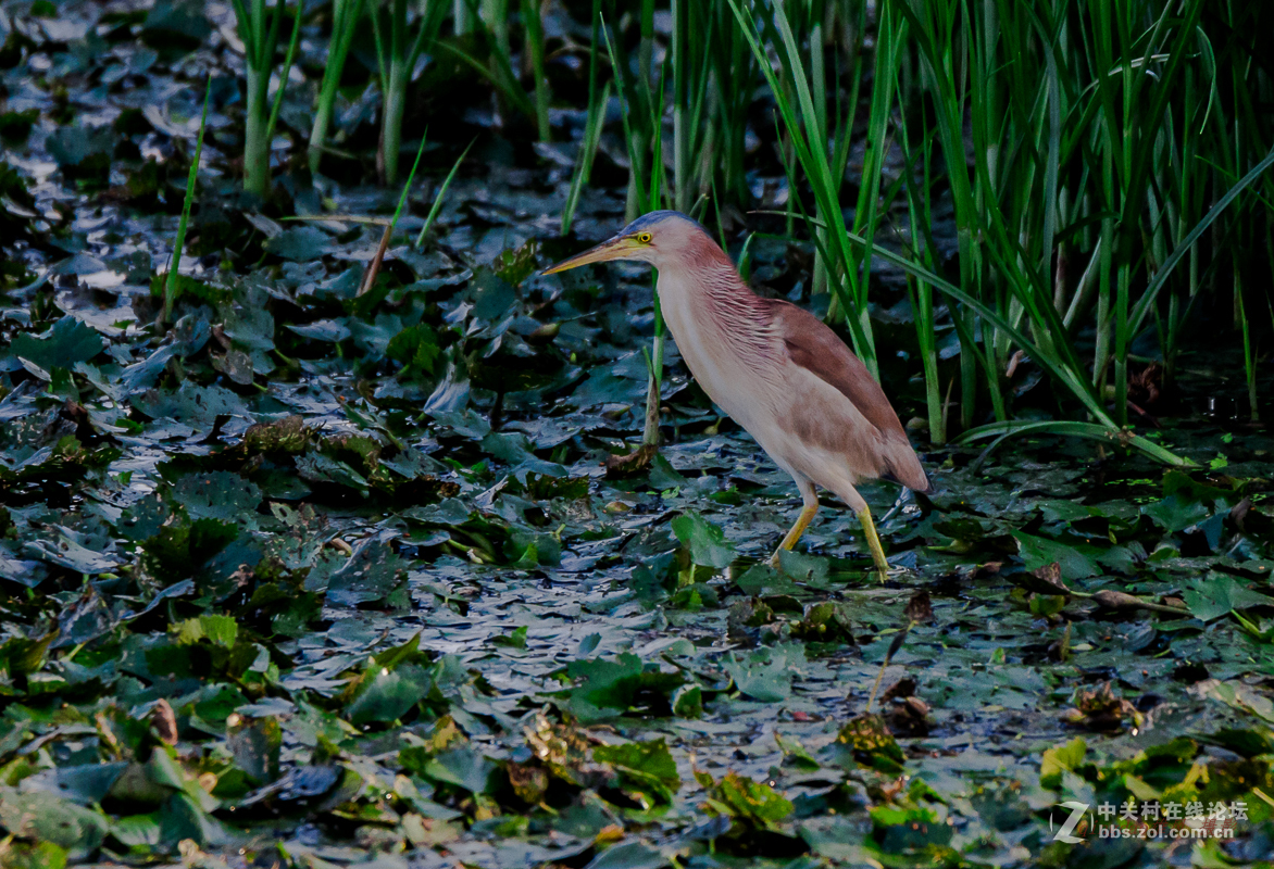 白沙河——黄苇鳽