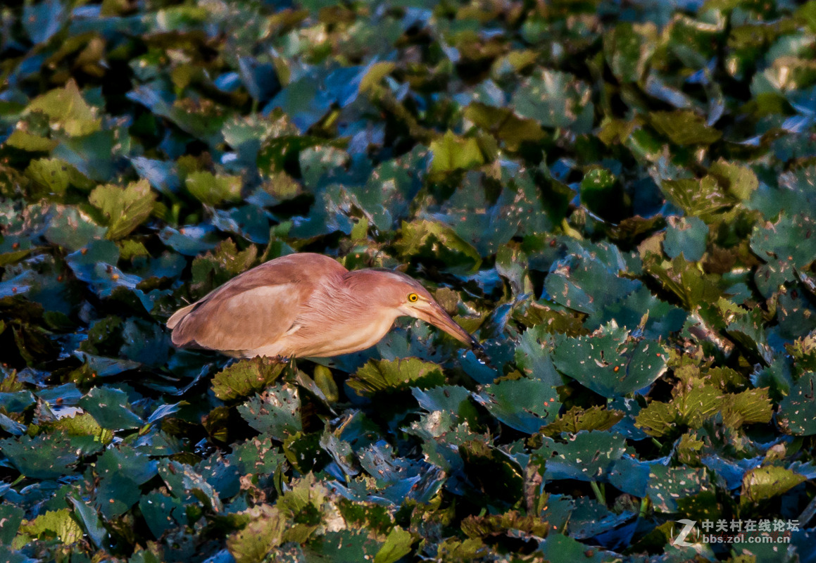 白沙河——黄苇鳽