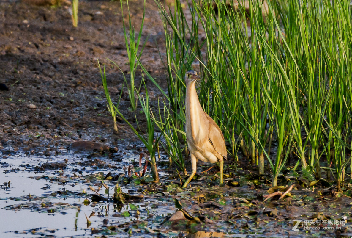 白沙河——黄苇鳽