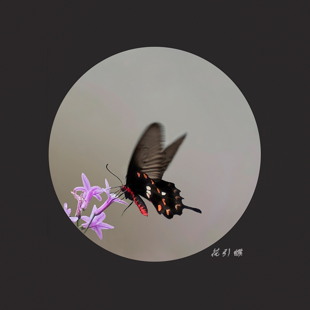 花引蝶