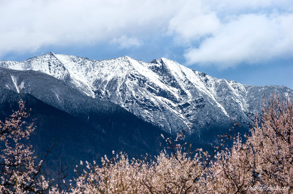 #我镜头下最美的花儿#——林芝桃花