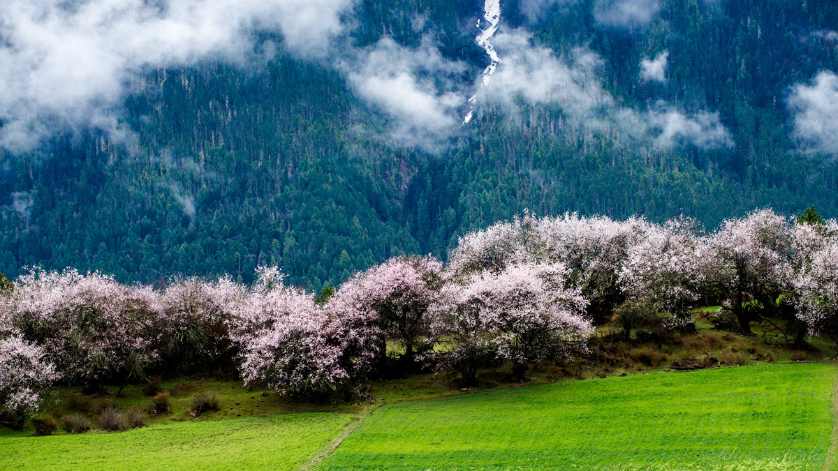 #我镜头下最美的花儿#——林芝桃花