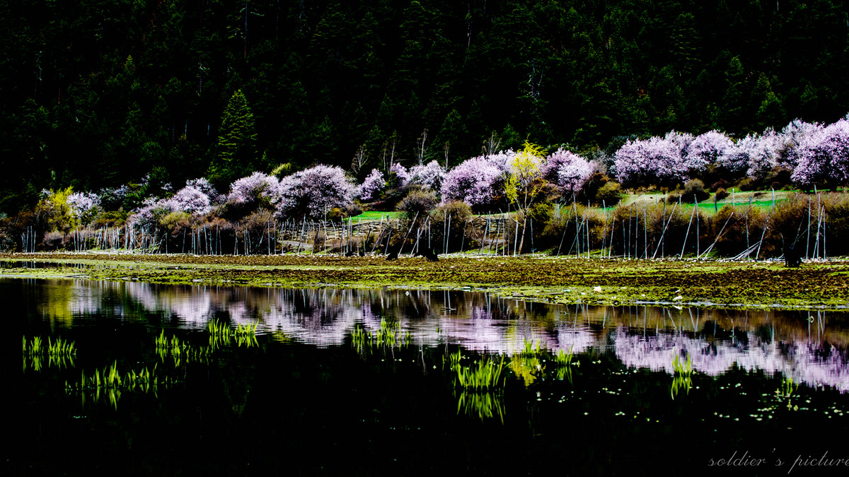 #我镜头下最美的花儿#——林芝桃花