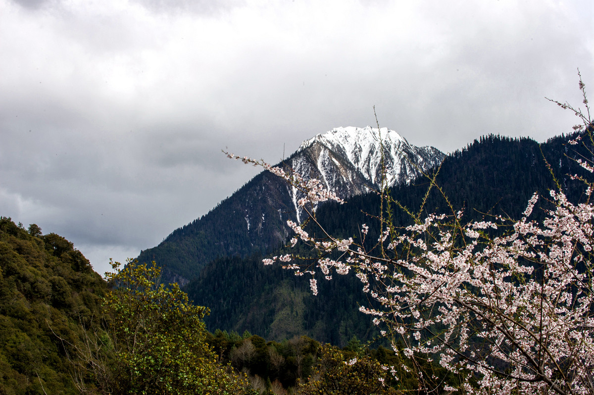 #我镜头下最美的花儿#——林芝桃花