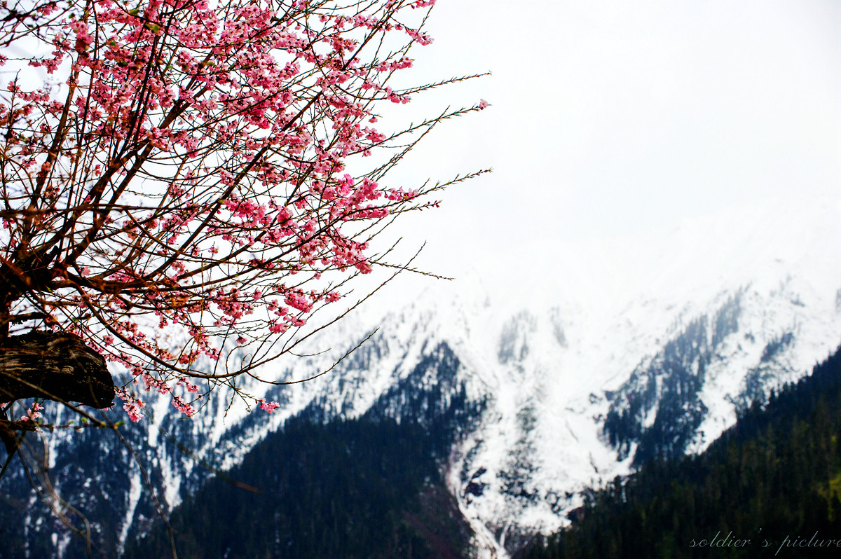 #我镜头下最美的花儿#——林芝桃花