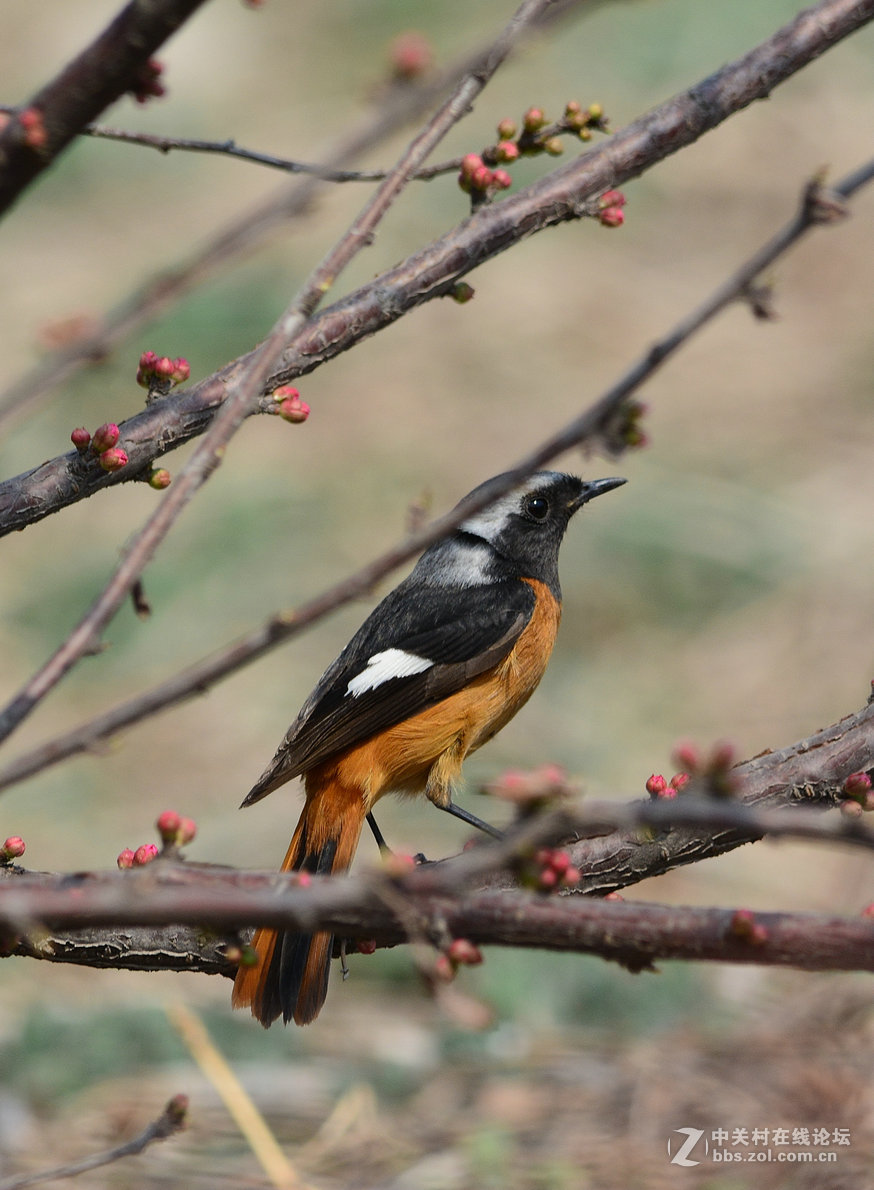 #尼康鸟类作品赏析#【几只小鸟（打鸟中，右脚负伤了）】 （老阿推荐）