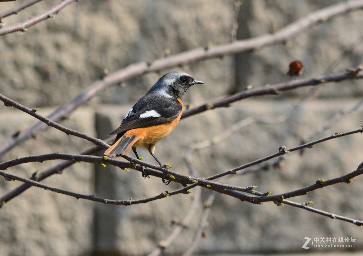 #尼康鸟类作品赏析#【几只小鸟（打鸟中，右脚负伤了）】 （老阿推荐）
