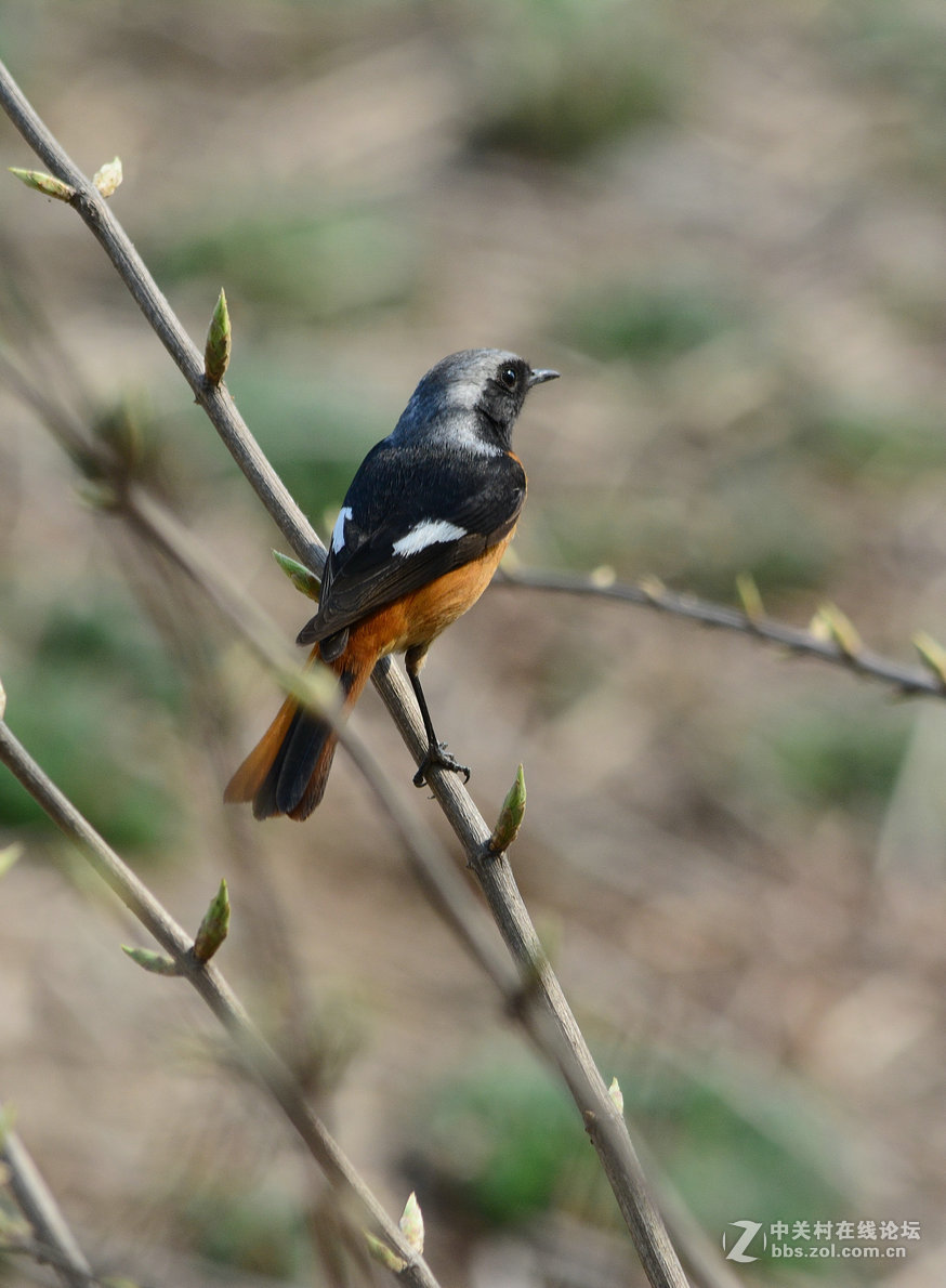 #尼康鸟类作品赏析#【几只小鸟（打鸟中，右脚负伤了）】 （老阿推荐）