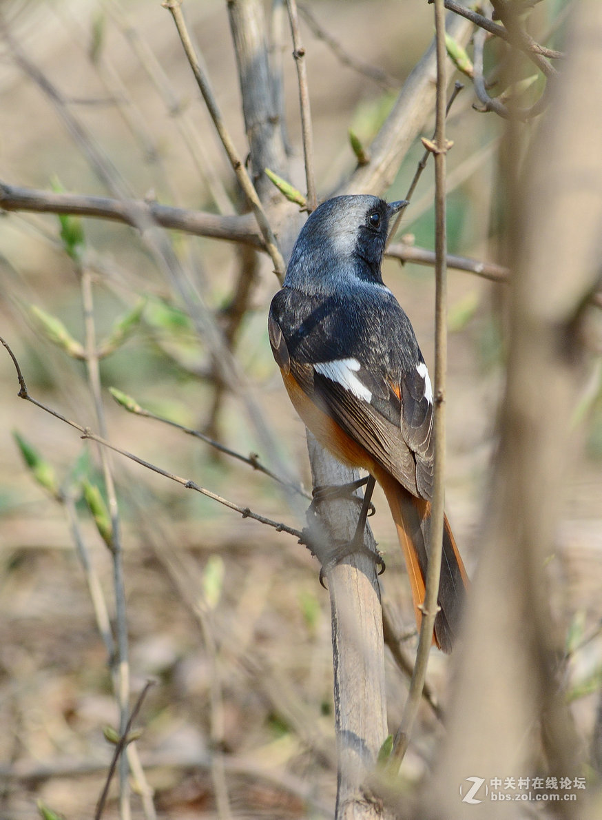 #尼康鸟类作品赏析#【几只小鸟（打鸟中，右脚负伤了）】 （老阿推荐）