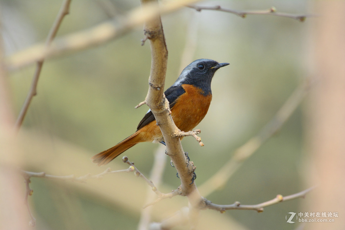 #尼康鸟类作品赏析#【几只小鸟（打鸟中，右脚负伤了）】 （老阿推荐）