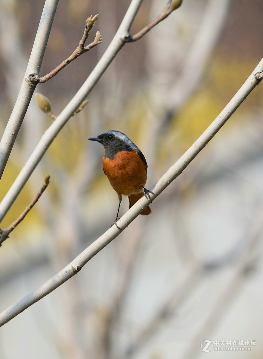 #尼康鸟类作品赏析#【几只小鸟（打鸟中，右脚负伤了）】 （老阿推荐）