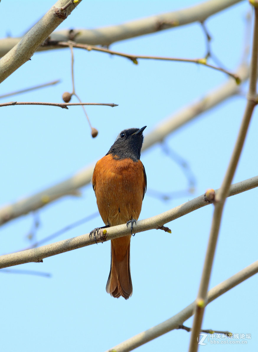 #尼康鸟类作品赏析#【几只小鸟（打鸟中，右脚负伤了）】 （老阿推荐）