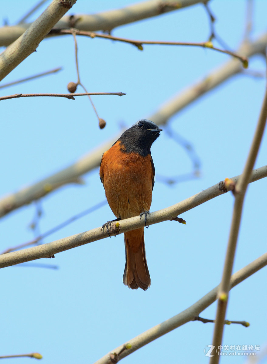#尼康鸟类作品赏析#【几只小鸟（打鸟中，右脚负伤了）】 （老阿推荐）