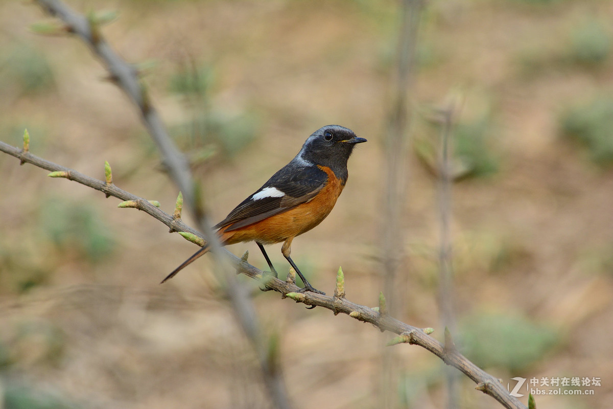 #尼康鸟类作品赏析#【几只小鸟（打鸟中，右脚负伤了）】 （老阿推荐）