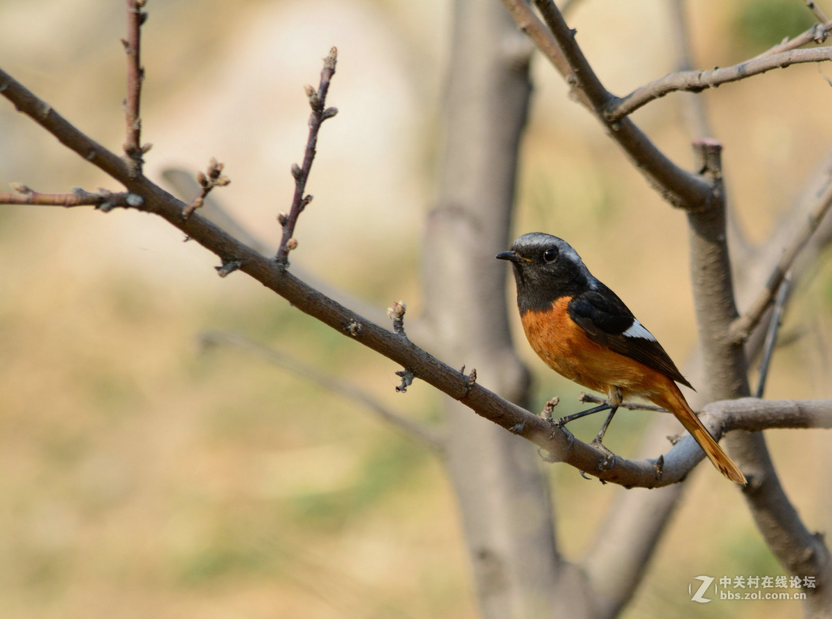 #尼康鸟类作品赏析#【几只小鸟（打鸟中，右脚负伤了）】 （老阿推荐）