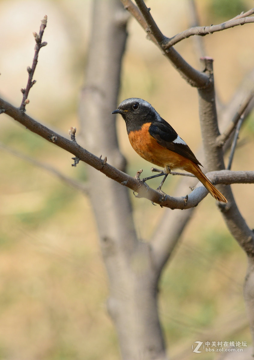 #尼康鸟类作品赏析#【几只小鸟（打鸟中，右脚负伤了）】 （老阿推荐）